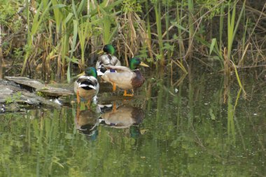Tüy temizliği için üç iyi beslenen perdeler