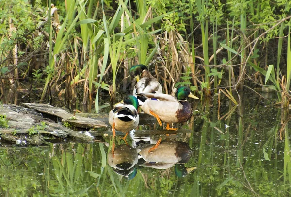 Tüy temizliği için üç iyi beslenen perdeler