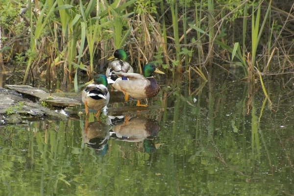 Tüy temizliği için üç iyi beslenen perdeler