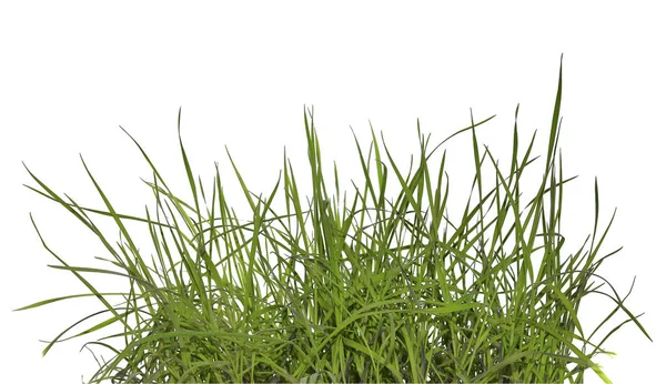 Sprouts Fresh Green Grass Carved Pure White Background — Stock Photo, Image