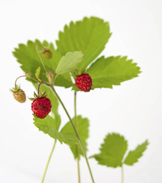 绿叶绿色枝条上的森林香草莓成熟浆果 — 图库照片