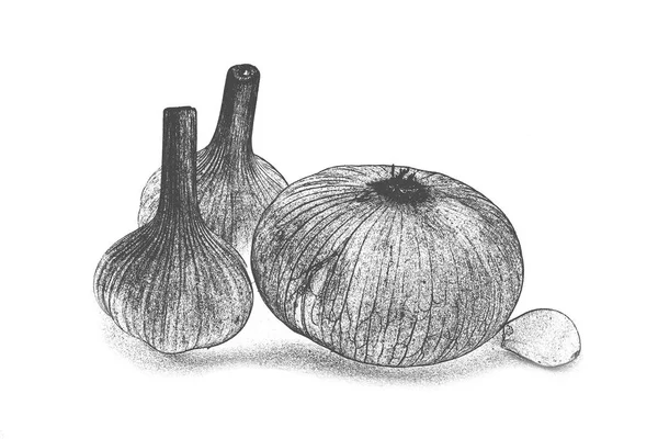 Soğan karanfil kroki kalem ve sarımsak başları