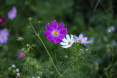 Vahşi bir çiçek sarı merkezi ve geniş yaprakları mor