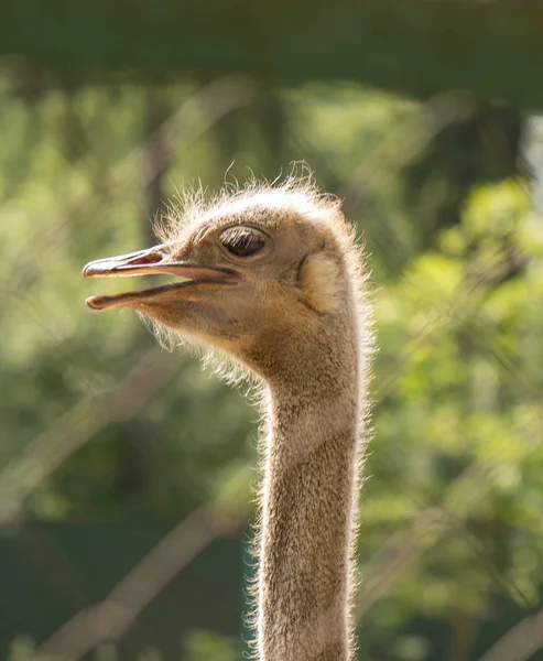 Shaggy ostrich head with a half-open beak on the long neck