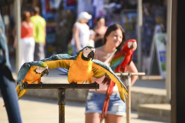 Пара Папуг Жовтим Животом Блакитними Крилами Зеленим Гребенем — стокове фото