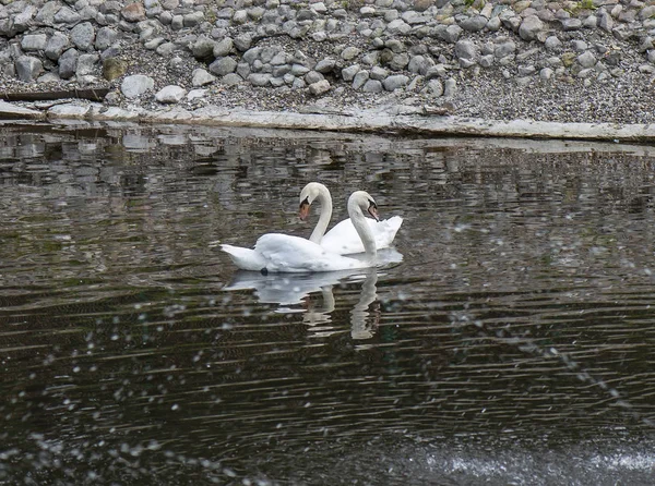 A pair of white swans in the culmination of a water beautiful Swan dance