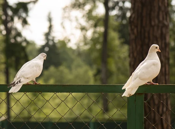 Pair White Domestic Pigeons Sitting Metal Corner Screen — Stock Photo, Image