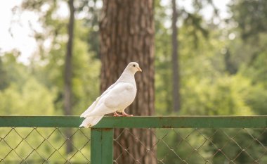 Beyaz Saray güvercin bir metal çit köşesinde bulanık orman arka plan üzerinde dinlenmek için oturdum