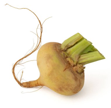 Beyaz arka planda uzun kuyruk ile turşur sarı kökü