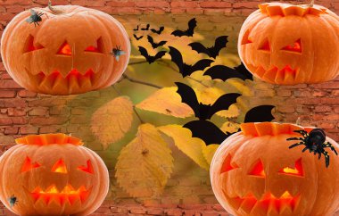 Dört balkabağı seti Salon 'un şenlikli bir günü için parlayan gözlerle