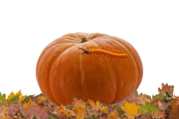 Orange Halloween pumpkin with centipede on its side in autumn le — Stock Photo, Image