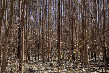 Güneş ışığının parladığı kuru mavi sakız ormanının göz hizasında ve ağaçların arasında mavi bir gökyüzü, yerde bir sürü kuru yaprak var..
