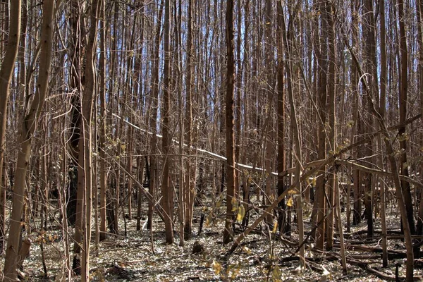 Güneş ışığının parladığı kuru mavi sakız ormanının göz hizasında ve ağaçların arasında mavi bir gökyüzü, yerde bir sürü kuru yaprak var..
