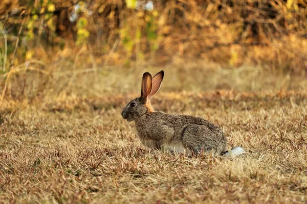 Afrika Tavşanı Her Duruma Karşı Tetikte Kulakları Açık Gözleri Açık — Stok fotoğraf
