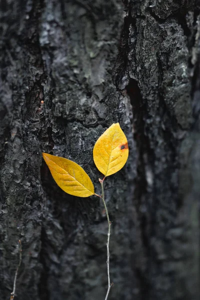 Ljusgula Blad Bakgrunden Mörka Träd Bark Fragment Ung Tillväxt Bredvid — Stockfoto