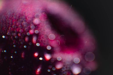 Bulanık, şişmemiş şakayık çiçeği, çiğ taneleriyle kaplanmış. Bahçede bir yaz sabahı. Parlak sulu doymuş renk. Güzel bir tebrik kartı. Mesaj için yer var. Reklam için arka plan.