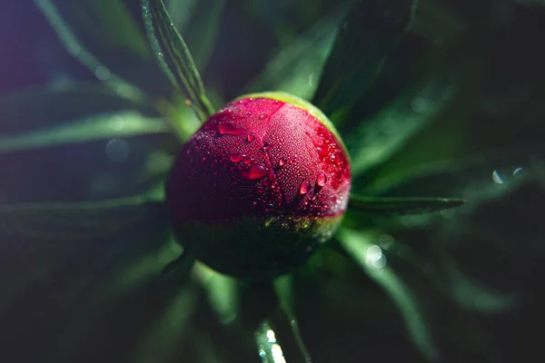 이슬이 야생화 배경에 정원에서의 수분이 색이다 아름다운 엽서네요 문자를 광고의 — 스톡 사진