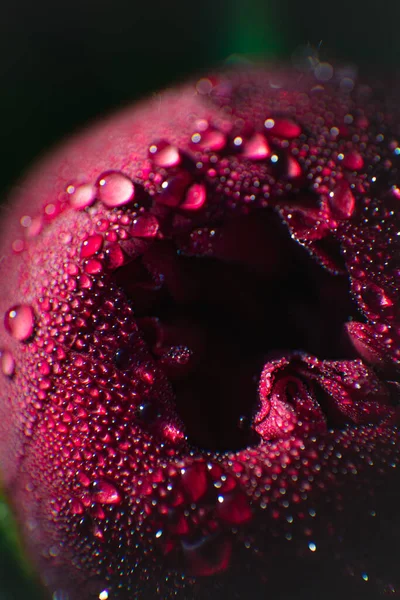 Flor Peônia Não Soprada Coberta Com Orvalho Close Início Manhã — Fotografia de Stock