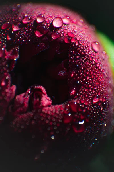 Нераскрытый Пионский Цветок Покрытый Росой Крупным Планом Раннее Летнее Утро — стоковое фото