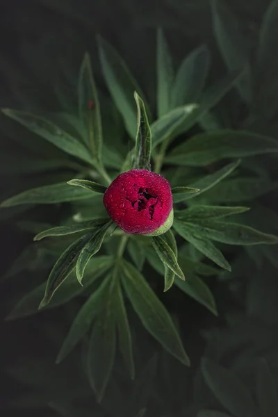 Fleur Pivoine Non Soufflée Avec Rosée Sur Fond Feuilles Vertes — Photo