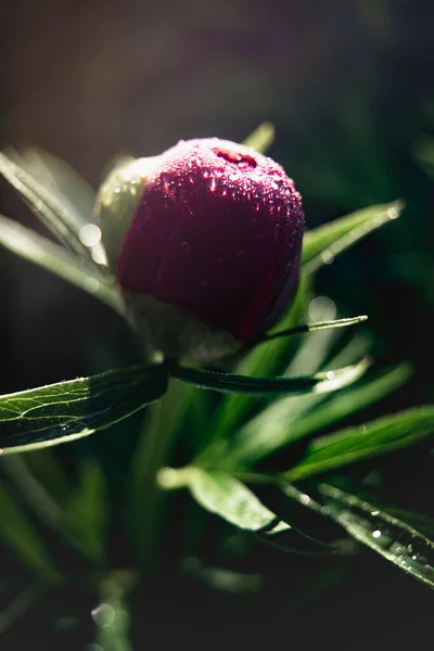 Unblown peony flower covered with dew close-up. Early summer morning in the garden. Bright juicy saturated color. Beautiful greeting postcard. Space for text. Background for advertising.