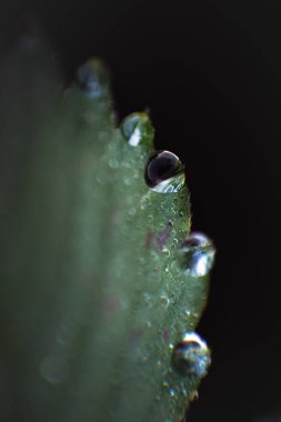 Çiğ taneli yaprak yakın plan düşer. Bahçede taze bir yaz sabahı. Doğal dokular. Metin için arkaplan.