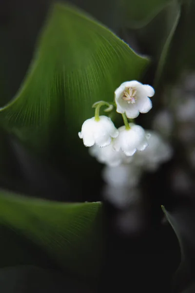 Lily Valley Flowers Green Leaves Gardening Season Growing Caring Flower — Stock Photo, Image