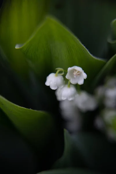 Maiglöckchen Blühen Zwischen Grünen Blättern Gartensaison Aufzucht Und Pflege Von — Stockfoto