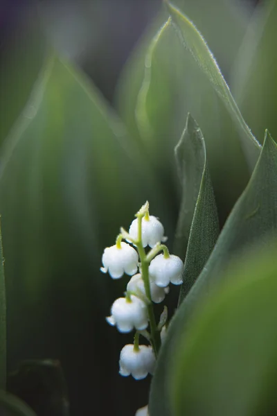 Liliom Völgy Virágok Között Zöld Levelek Kertészeti Szezon Virágnövények Termesztése — Stock Fotó