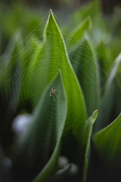 Aranha Uma Teia Entre Lírios Vale Luz Solar Temporada Jardinagem — Fotografia de Stock