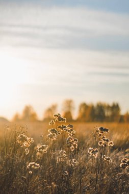 Yumuşak güneş ışınlarıyla tarla manzarası. Vahşi çiçekler gün batımına ya da gün doğumuna kadar aydınlatılır. Sıcak mevsim ya da doğa konseptinde rahatlama.