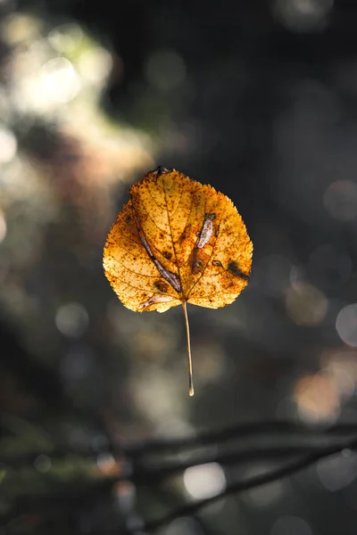Yellow Fallen Leaf Close Forest Sun Glare Bokeh Autumn Fall — Stock Photo, Image