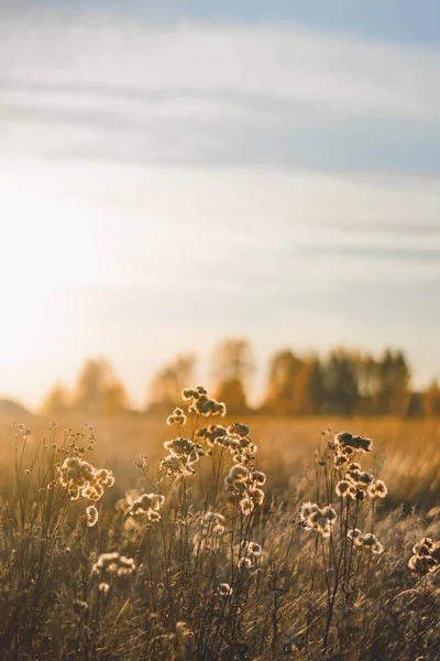 Pole Krajobraz Miękkich Promieni Słońca Dzikie Kwiaty Podświetlane Przez Zachód — Zdjęcie stockowe