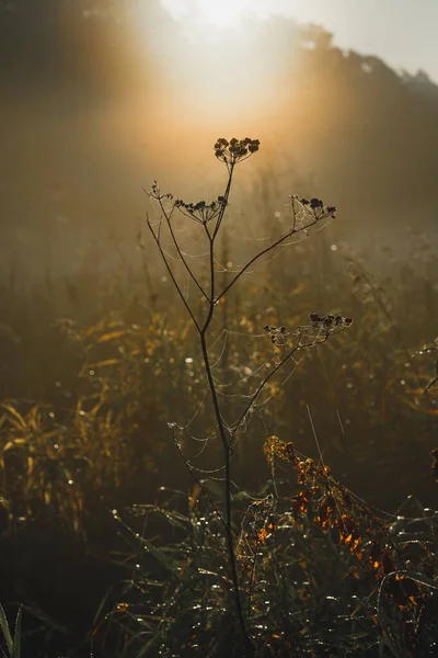 Pole Krajobraz Miękkich Promieni Słońca Dzikie Kwiaty Sieci Podświetlane Przez — Zdjęcie stockowe