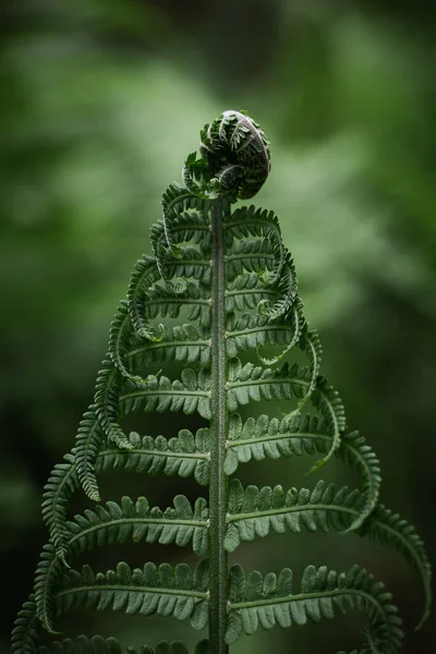 Eğreltiotu Yaprakları Yakın Orman Bitkileri Gün Işığında Doğal Doku Yaprak — Stok fotoğraf