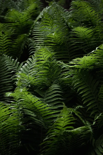Eğreltiotu Yaprakları Yakın Orman Bitkileri Gün Işığında Doğal Doku Yaprak — Stok fotoğraf