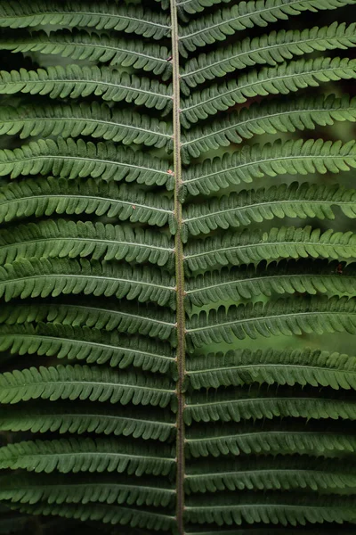 Les Feuilles Fougère Rapprochent Plantes Forestières Soleil Texture Naturelle Motif — Photo