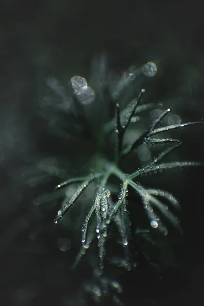 Dill Branch Dew Drops Dark Blurred Background Close — Stock Photo, Image