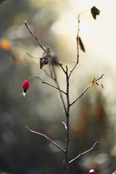 Red Rosehip Berry Bush Branch Fallen Leaves Blurred Background Autumn — Stock Photo, Image