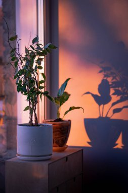 Ev çiçekleri sabah ya da akşam pencerenin kenarında. İçerisi sıcacık. Ev konseptinde kal.