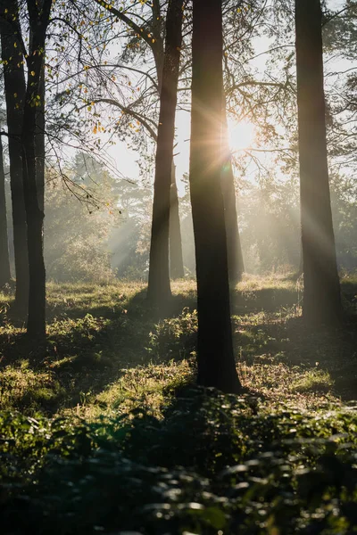 Sonbahar ormanı gündoğumunda sarı yapraklar, güneş ışınları ve ağaçların uzun gölgeleriyle doğar. Çam ormanlarında sabah, sonbahar, altın sonbahar, Hint yazı..