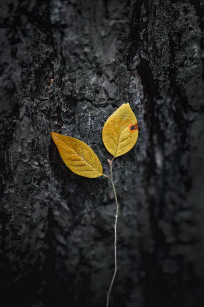 Ljusgula Blad Bakgrunden Mörka Träd Bark Fragment Ung Tillväxt Bredvid — Stockfoto