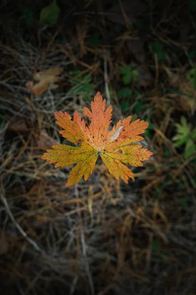 Bright Yellow Orange Maple Leaf Blurred Background Dry Grass Leaf — Stock Photo, Image