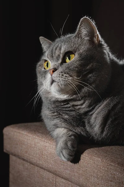 British Shorthair Tabby Cat Sur Pouf Portrait Animal Compagnie Sur — Photo
