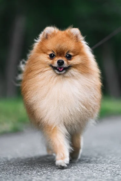 A Pomeranian spitz runs down the street on a leash and looks at the camera. Pet portrait. A beautiful fluffy puppy. Maintenance and care of pets.