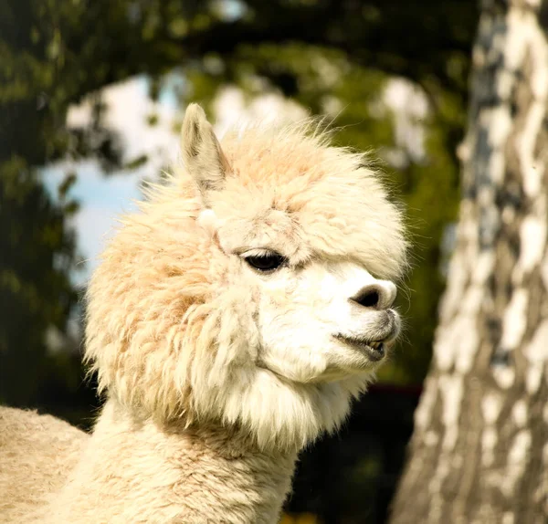 White Alpaca Portrait Cute Animal Fanny Alpacas — Stock Photo, Image