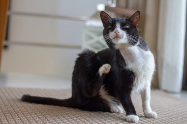 Hasta siyah beyaz kedi oturma odasında.