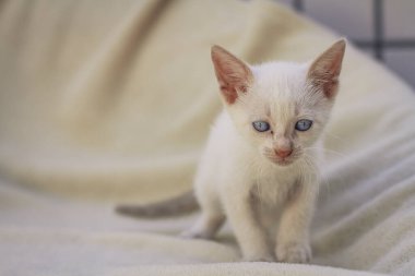 Battaniyedeki tüylü beyaz yavru kedi