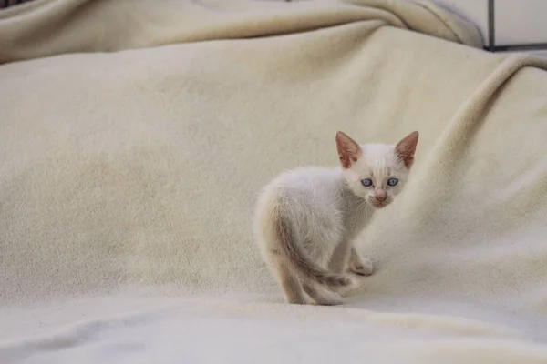 Flauschige Weiße Welpen Katze Auf Decke — Stockfoto