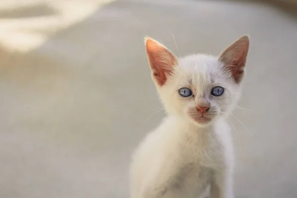 Fluffy white puppy cat on blanket